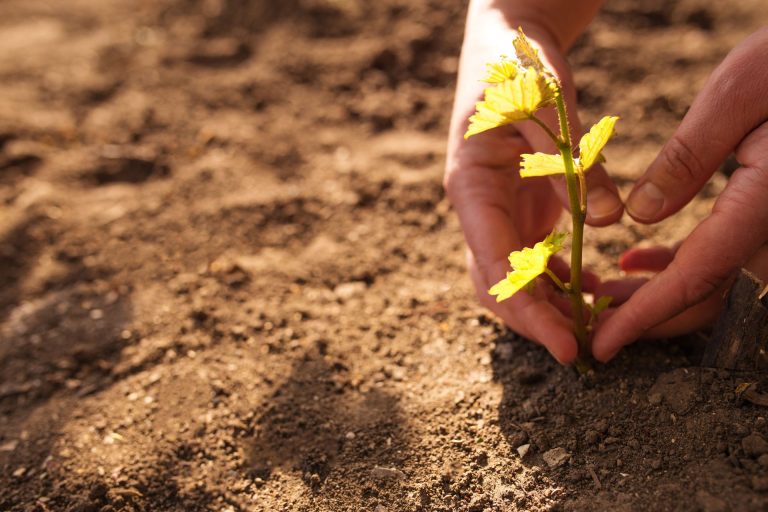 Come impostare correttamente la concimazione di fondo del vigneto