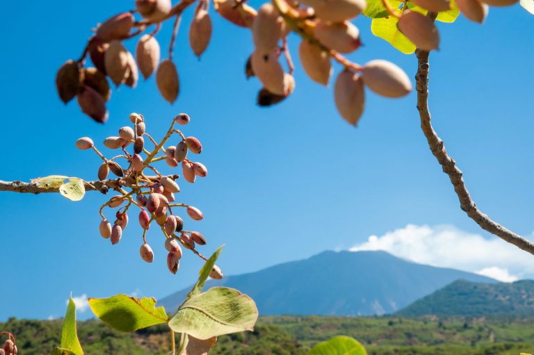 In Sicilia il pistacchio diventa eco-friendly con un progetto promosso dall’Università di Catania