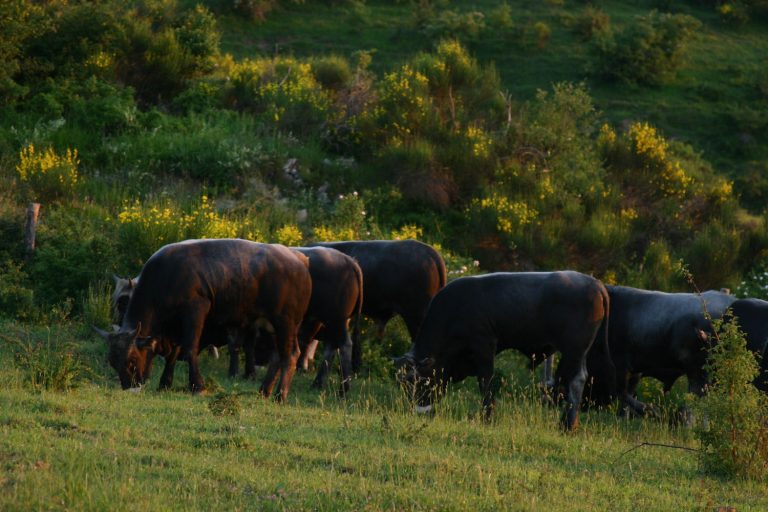 La riscossa della Podolica. Razza da 37mila capi e oltre mille allevamenti. Mostra a ViviLucania dal 12 al 14 luglio