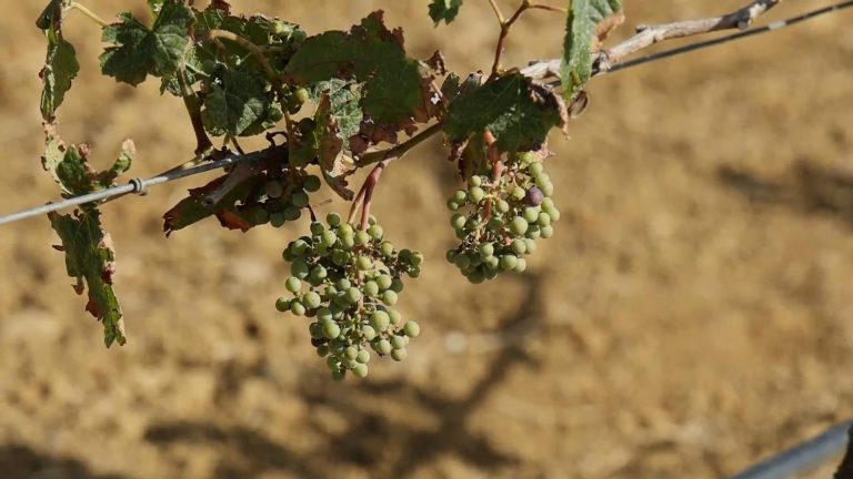 In Sicilia la siccità brucia il 70% dell’uva nei vigneti, ma l’irrigazione di soccorso può salvare ancora il raccolto