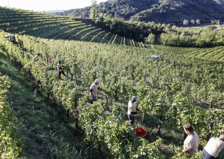 Vendemmia. Buone qualità e quantità, ma al Centro-Sud anticipo del raccolto. Le previsioni di Confagricoltura