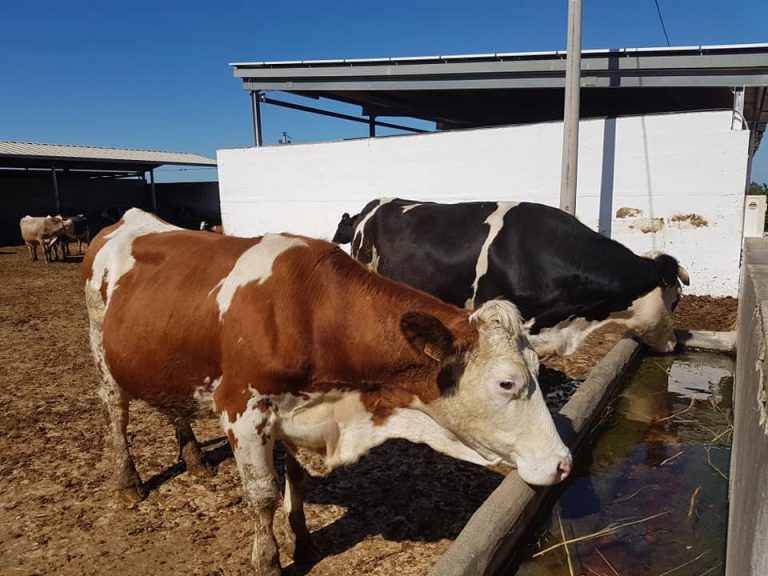 La sostenibilità delle filiere zootecniche in Toscana. Convegno Cia Toscana a Grosseto