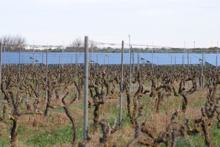 Città del Vino e Città dell’Olio insieme per dire NO al consumo del suolo agricolo per speculazioni green