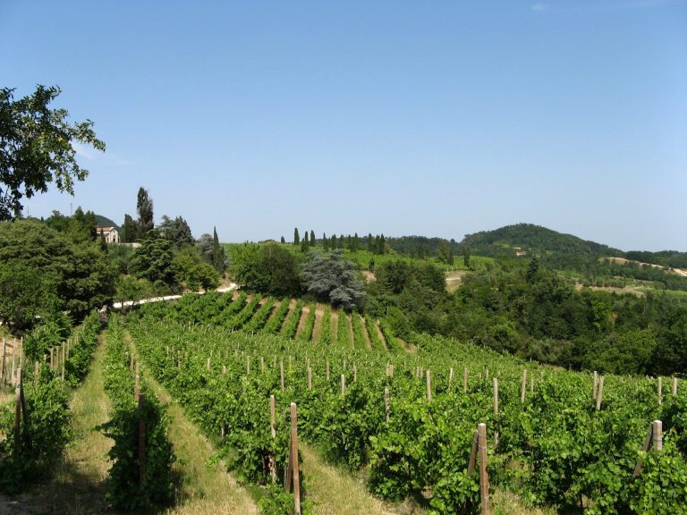 Con il Serprino al via la vendemmia sui Colli Euganei, tra qualità ottima e attenzione al clima