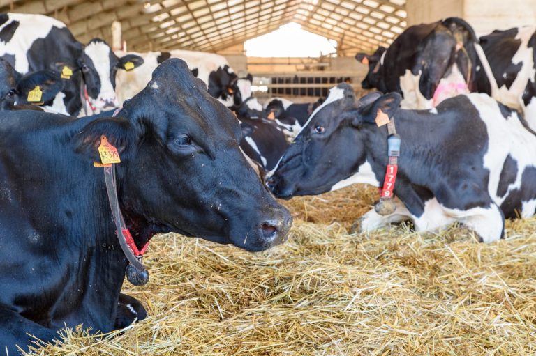 Allevamento di qualità. Ecco come la genetica migliora la produzione casearia e la resa del latte