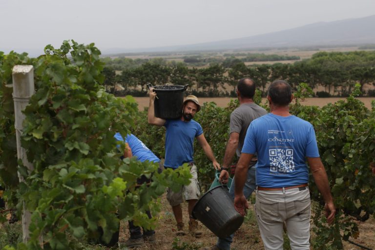 Sardegna, il clima e mercato anticipano 126esima vendemmia della Cantina Contini. Nel segno della qualità