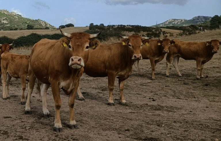 Lingua blu: è di nuovo allarme in Sardegna. In Gallura espansione di focolai