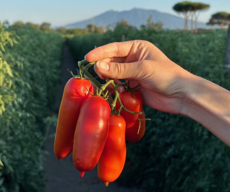 San Marzano Dop: ancora presto per parlare di rese, ma la qualità sarà altissima