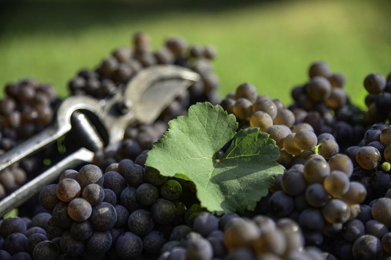 Al Nord Est al via la vendemmia per il Pinot Grigio della Doc Delle Venezie con qualche giorno di anticipo