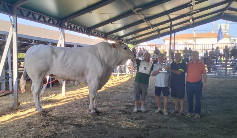 “Iron” è il toro di razza Chianina più “bello” di tutta la Toscana