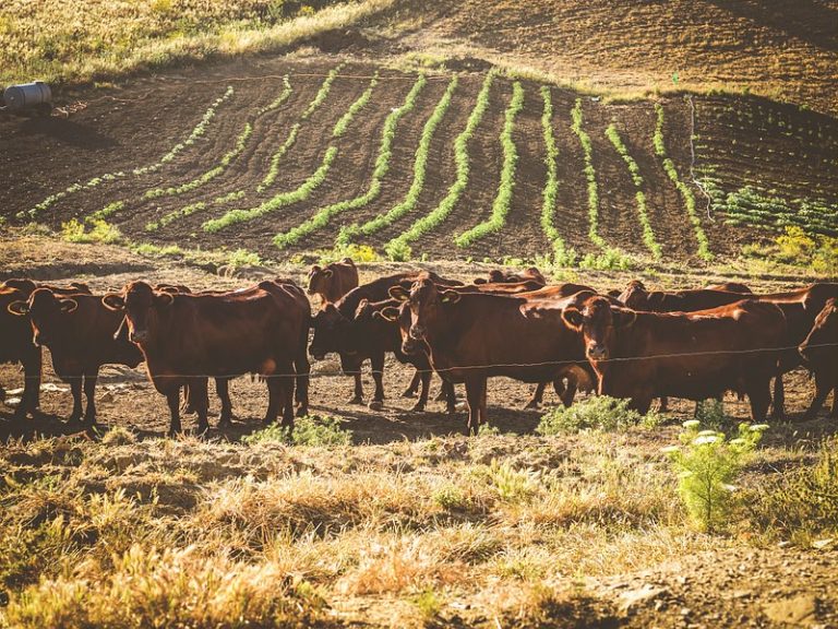 Siccità in Sicilia. L’allarme degli allevatori dei  Presìdi Slow Food: patrimonio zootecnico a rischio