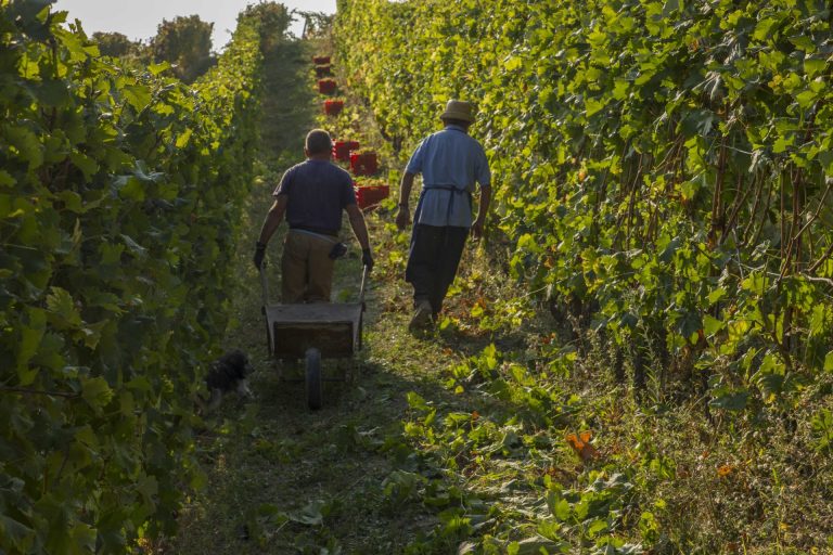 Asti Docg, vola il Moscato (+11%) nel mercato russo, ma preoccupano eventuali blocchi. Bene la vendemmia