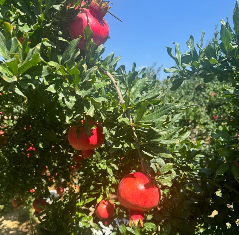 Al via la stagione delle melagrane. In Calabria buone prospettive per il raccolto