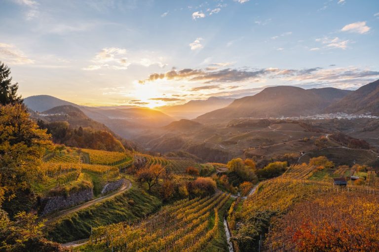 Terminata la vendemmia in Trentino: quantità ridotta, ma al centro qualità e sostenibilità