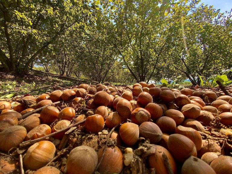 Crisi senza precedenti per la nocciola del Piemonte. Colpa del clima, ungulati e parassiti