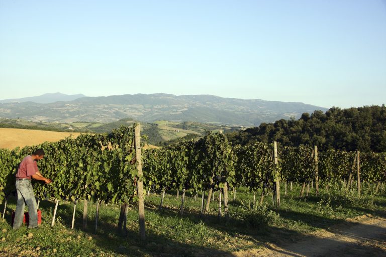 Vendemmia in corso per il Montecucco Docg. Previsioni buone con +25% del raccolto