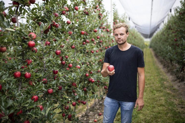 Raccolta mele in Alto Adige: bene qualità e varietà con un occhio al mercato. In calo la produzione (-11%)