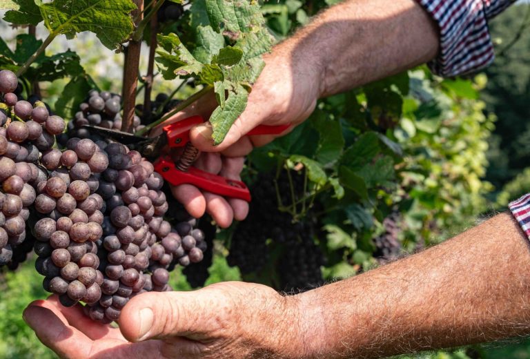 Saper fare e precisione: la vendemmia 2024 di Cavit sfida il clima