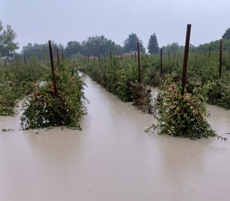 Il maltempo in Emilia-Romagna danneggia anche l’agricoltura. Coldiretti Bologna: compromessi tanti raccolti