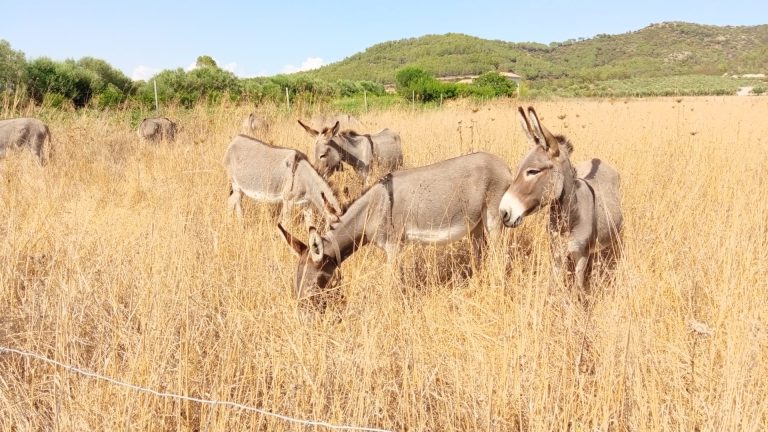 Crescono gli asini in Sardegna (terza regione per allevamento): quasi 10mila capi allevati da 2.672 aziende