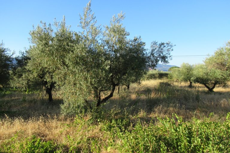 In Sicilia -50% della produzione olivicola a causa della siccità, ma qualità ottima