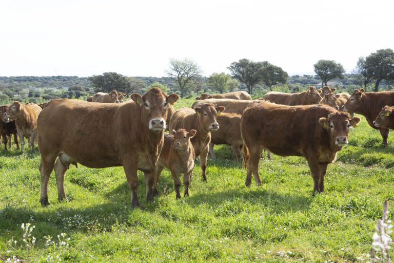 Miglioramento genetico bovini da carne: in Sardegna il caso del Marghine e il progetto BOES