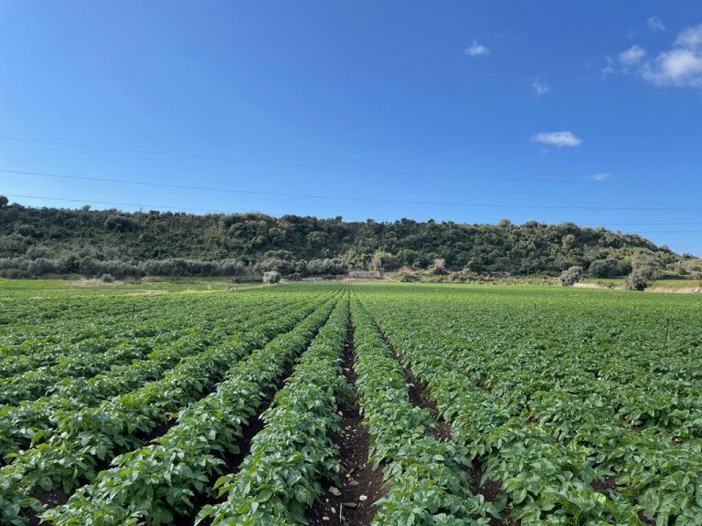 Qualità e quantità ottime: buono il raccolto di patate per Selenella, Consorzio Patata Italiana di Qualità