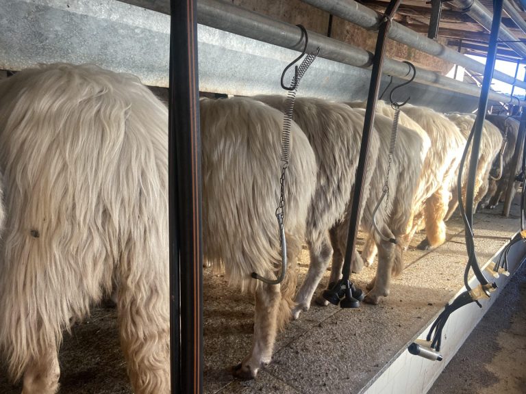 Pecorino Romano Dop, prezzi incongruenti tra Dogane e Camere Commercio. Avviata procedura  di controllo