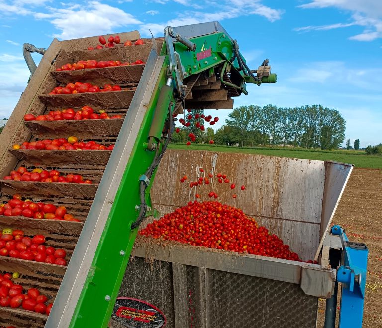 In Veneto si festeggia per il pomodoro da industria: calo del 10% della produzione, ma qualità ottima e quotazioni fino a 135 euro/tonn