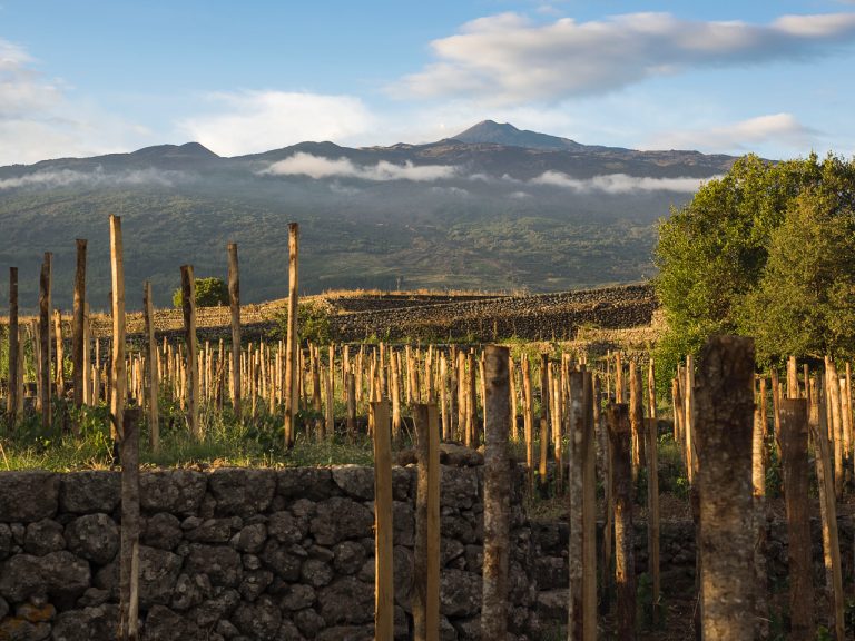 Sull’Etna la vite resiste alla siccità: vendemmia al via con livelli tornati al 2022