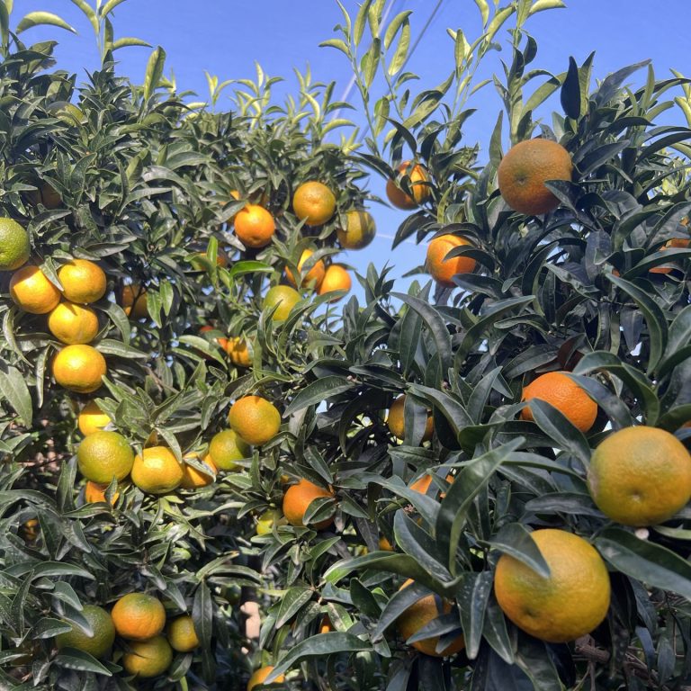 Al via in Calabria la stagione delle Clementine Igp: buon raccolto ma pezzature piccole per il clima