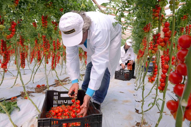 Il pomodoro ciliegino Agromonte chiude la stagione con +35% della materia prima da terreni di proprietà