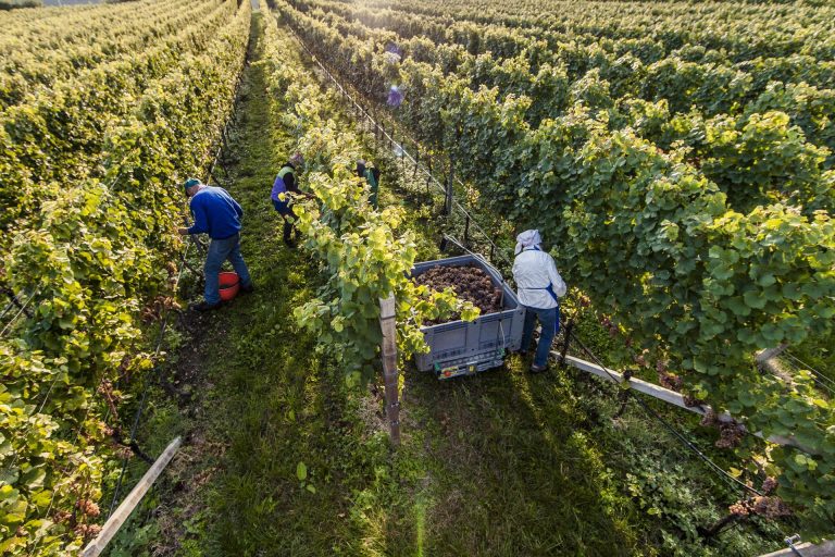 Terminata la vendemmia in Alto Adige:  buone prospettive nonostante l’annata difficile