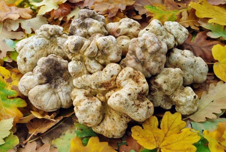 Volterra Gusto, dal 1 al 3 novembre torna l’appuntamento con il tartufo