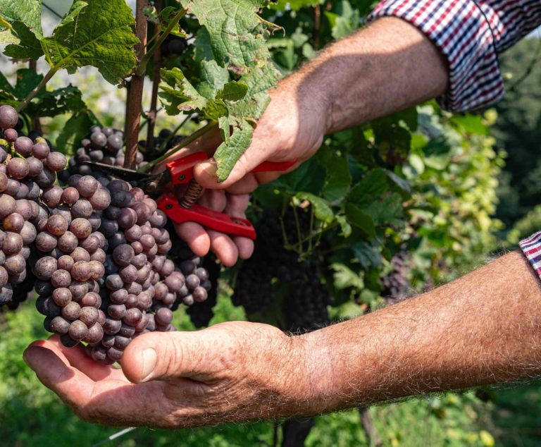 Vendemmia. In Trentino Cavit, con i suoi oltre 5.250 viticoltori riuniti in 11 cantine sociali, sfida il clima