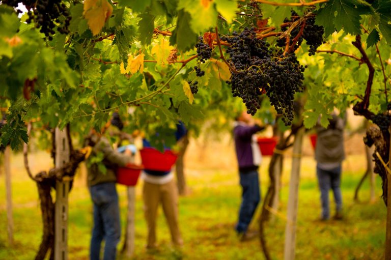 In Abruzzo si chiude la vendemmia con un calo del 35%, la qualità è buona