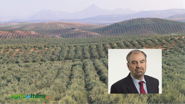 Aceite de oliva, Lapuente (Asoliva): Vuelve la producción a España (más de 1,3 millones de toneladas) y aumentará el consumo y las exportaciones. El virgen extra está en auge