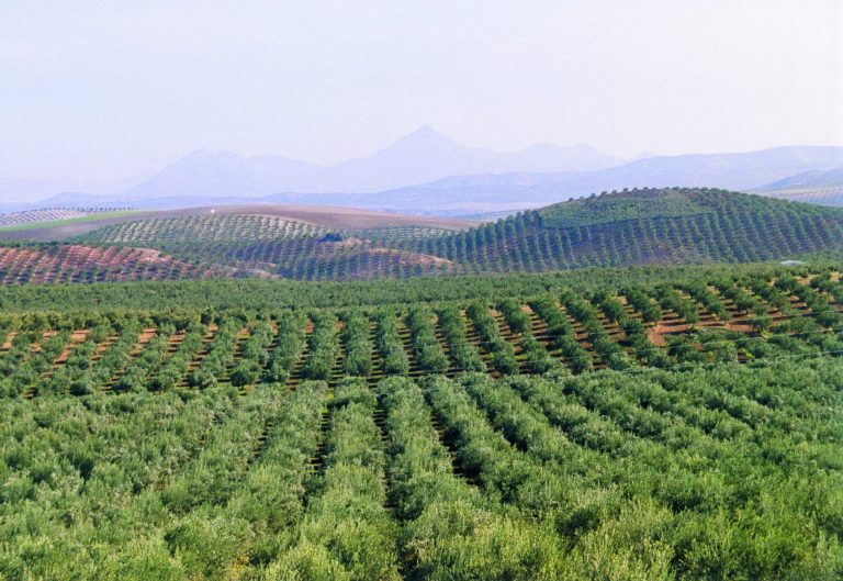 Olio d’oliva. L’Andalusia stanzia quasi 1 miliardo di euro per rilancio competitività settore olivicolo