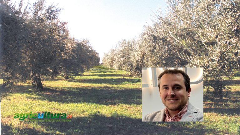 Asoliva, 50 aziende che esportano l’olio d’oliva spagnolo (il 90% delle bottiglie) in tutto il mondo