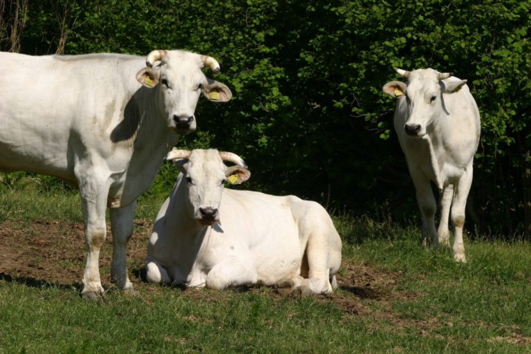 I-Beef2: le razze autoctone di bovini da carne al centro della biodiversità. A Torino il 18 novembre con Anabic