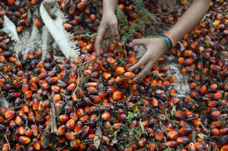 In Tunisia compromessa dal clima umido la stagione dei datteri.  Allarme prezzi per Fruitimprese