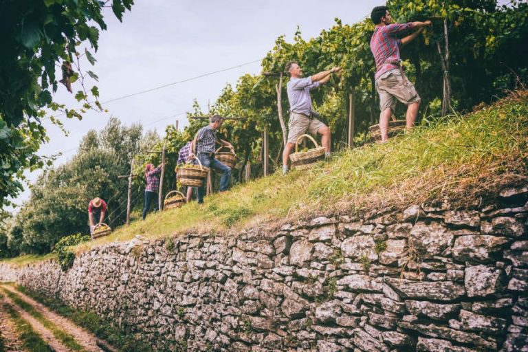 Vendemmia nei vigneti dei vulcani. Ecco un primo bilancio di HEVA da Santorini al Veronese