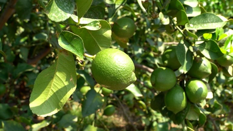 I limoni dell’Etna protagonisti in televisione con il progetto Top Citrus del Crea