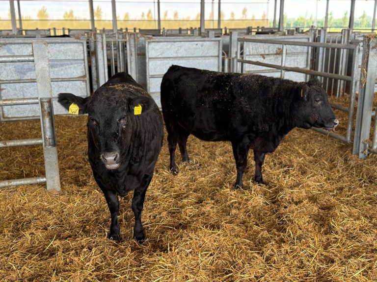 A Rovigo uno dei più grandi allevamenti di razza Wagyu. Dall’azienda: un progetto per il futuro