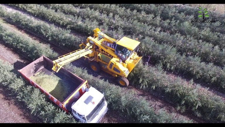 Oliveto super intensivo. In Puglia raccolta olive varietà arbequina di Agromillora. VIDEO