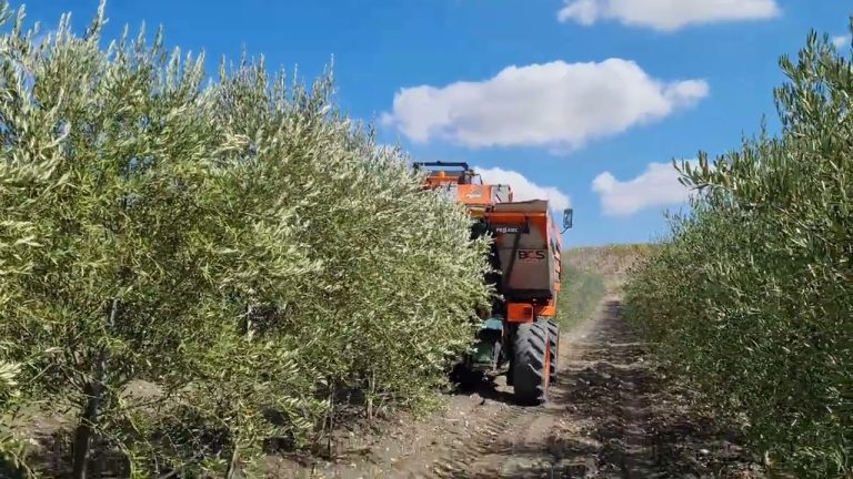 Olio d’oliva. In Sicilia raccolta meccanizzata in un oliveto super intensivo a 45 mesi dall’impianto. Resa alta