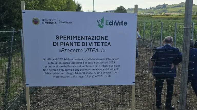 Attacco vandalico al vigneto sperimentale di Verona, Lollobrigida: Colpita la ricerca, ma l’innovazione non si ferma