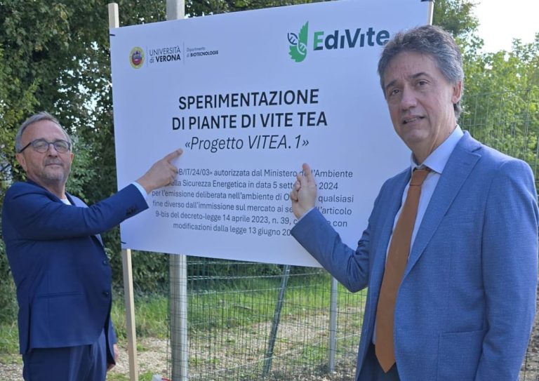 Piantate le prime viti TEA. Società italiana genetica agraria: Abbiamo assistito a un evento storico