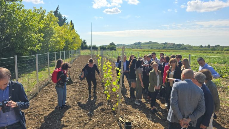 Per per la prima volta in Europa piantate viti TEA. Università di Verona: Obiettivo resistenza a peronospora e minori trattamenti fitosanitari