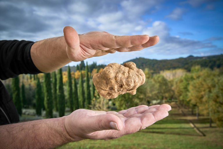 A San Giovanni d’Asso è tempo di tartufo bianco: il 9-10 e 16-17 novembre torna la Mostra Mercato